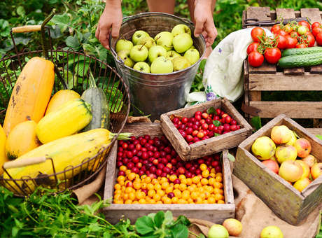 china vacuum freeze dryer application in food-and-agriculture